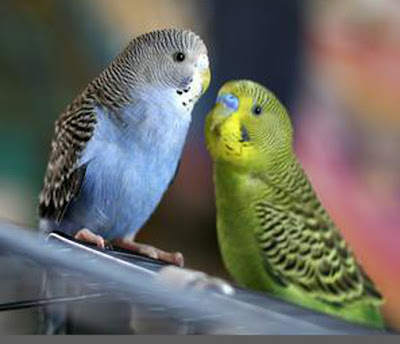 love birds images