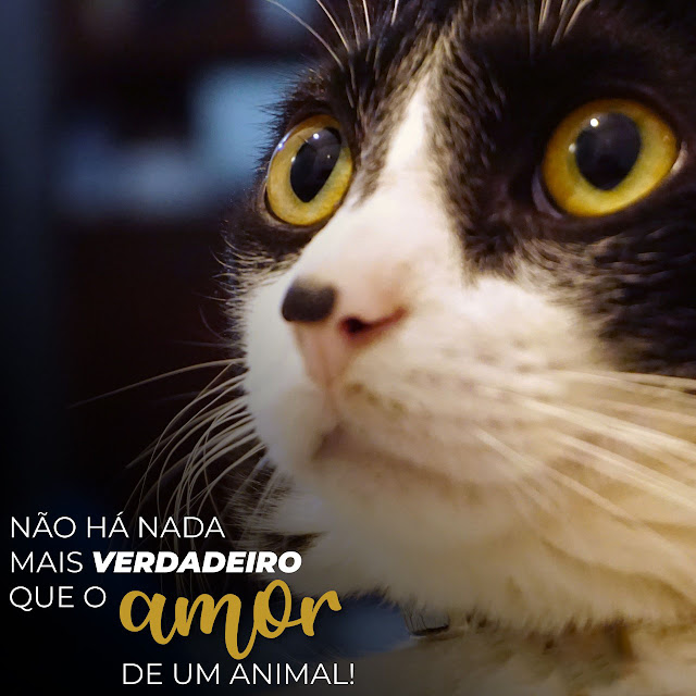 Amor de Pet é verdadeiro