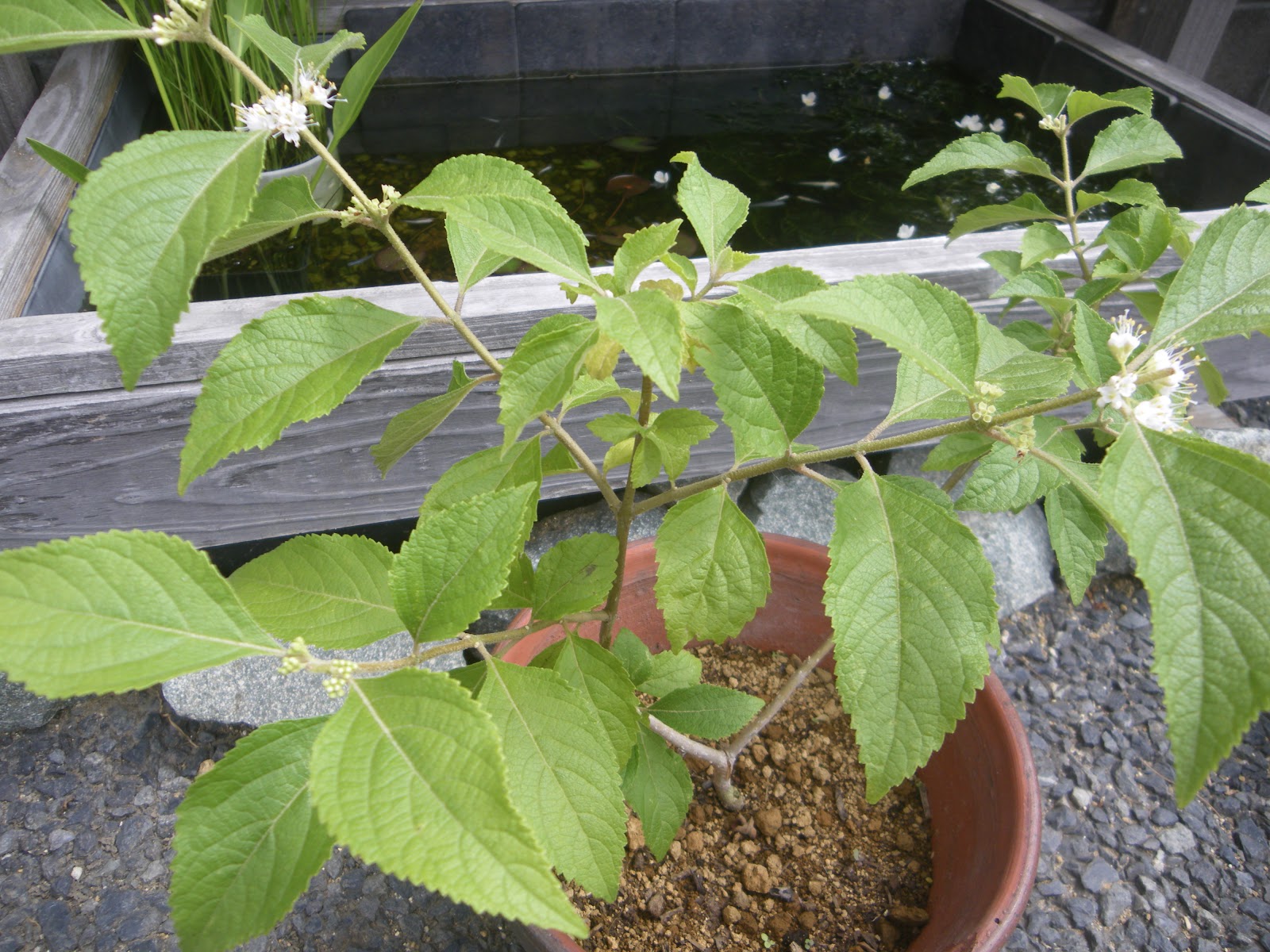 ムラサキシキブ 紫式部 を挿し木で増やす メダカの大工