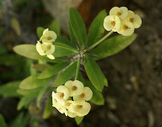 Euphorbia milii jaune - Euphorbia splendens jaune - Epine du Christ jaune