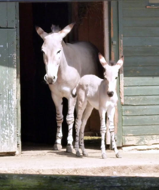 somali wild ass and foal marwell zoo