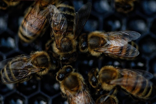 La esperanza de vida de las abejas se redijo drásticamente