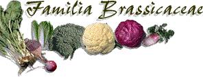 brassicas