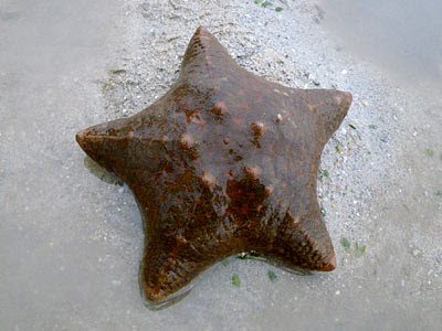 Sea Star