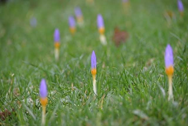  krokus crocussus Firefly