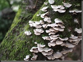 031_E-P5_@17.0mm_F1.8_1／125sec_ISO100