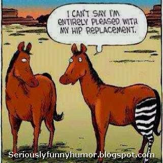 Horse is not pleased with zebra-ish hip replacement