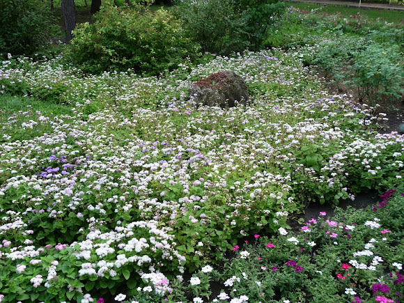 Донецьк. Ботанічний сад. Квіткова колекція