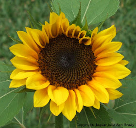 An Artistic Yellow Sunflower Blossom