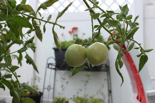 Tomatoes on the vine // www.thejoyblog.net