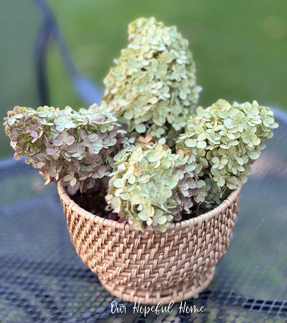 dried limelight hydrangeas in Crate and Barrel wicker bowl