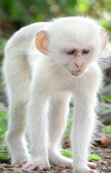 Monkey | A-Z List of 125 Rare Albino Animals [Pics]