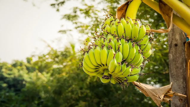 Bananas Tree