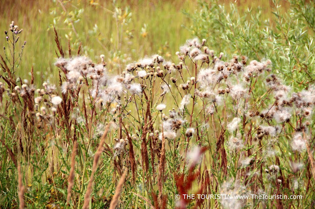 Summer meadow.