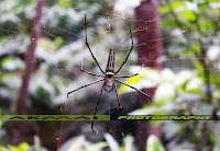 spider laba-laba oleh akmal photography