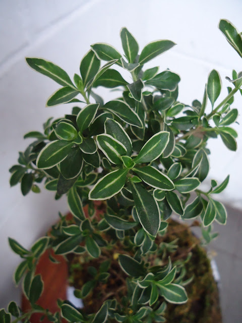 Serissa Variegata