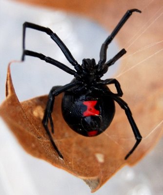 black widow spider bites images. lack-widow-spider-ites-in-