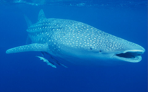whale shark attack. The largest shark, the Whale