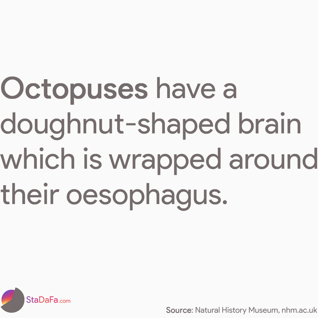 Octopuses have a doughnut-shaped brain which is wrapped around their oesophagus.