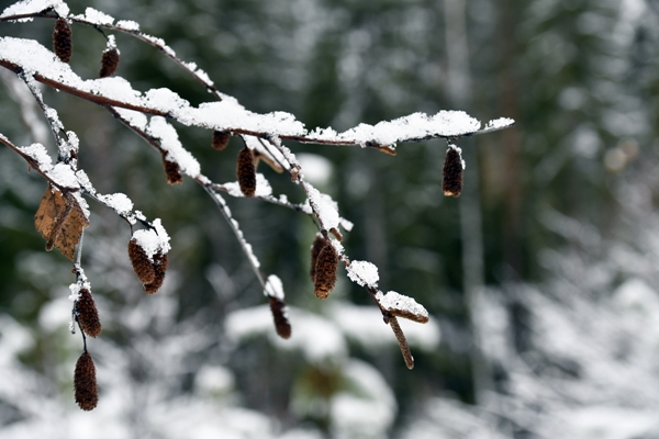 skautur i vinterland