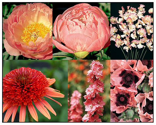 My'Growable' Coral and Poppy Flower List