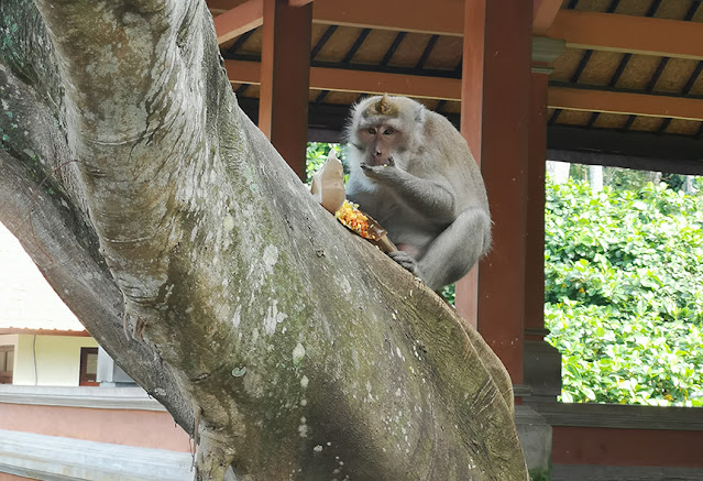 Si monyet sedang sarapan nasi kuning hasil penjambretannya