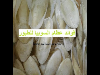 عظام السيبيا 