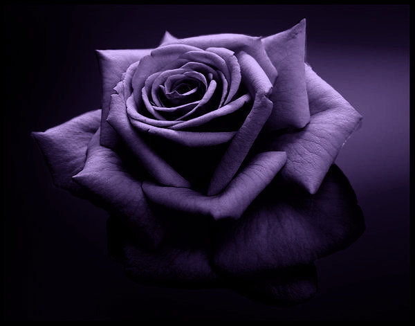 Nevertheless, the Purple Rose,