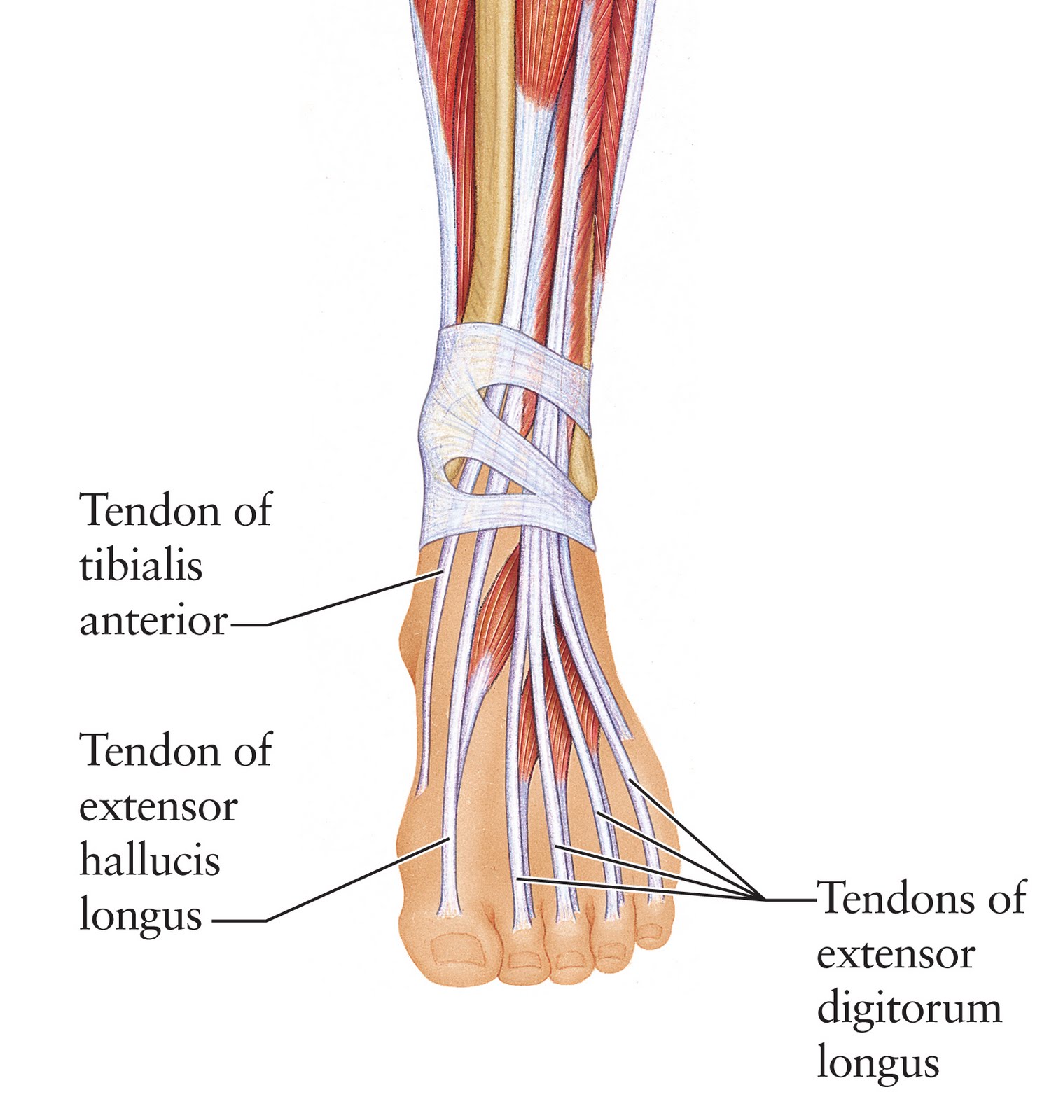 Foot Extensor Tendon Anatomy