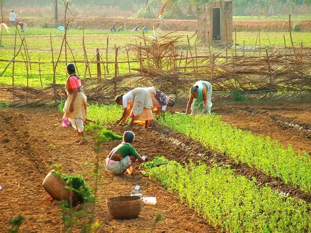 Indian Farmers And Their Types Of Farming For Agriculture