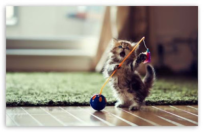dancing-cat-with-its-ball-images