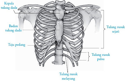 Tulang dada