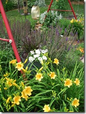 Daylilies, petunias, founbtain grass, purple salvia