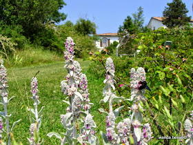 Lotta integrata alle infestanti con Stachiys Lanata