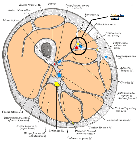 [Adductor_canal.png]