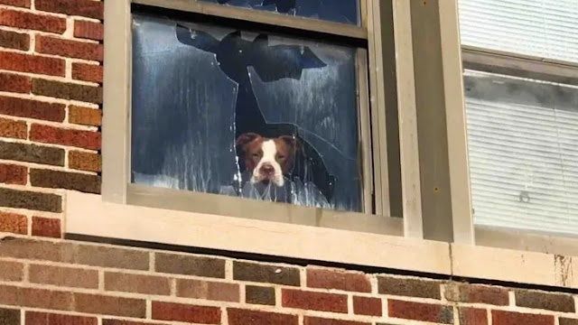 The Incredible Story of a Pittie’s Rescue From an Abandoned School