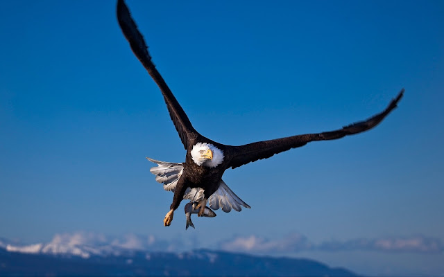 Flying Bald-Eagle Bird Wallpaper