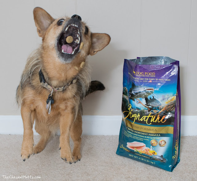 Mini Review: Zignature Dry Dog Food