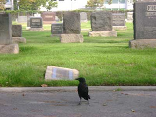 Woodlawn Cemetery Crow