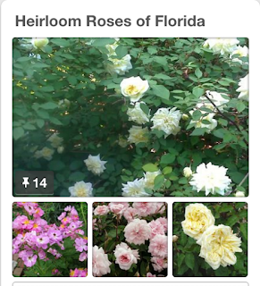 Screengrab of my Pinterest board about Heirloom Roses of Florida