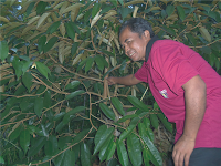 keunggulan durian menoreh, durian menoreh kalibawang, bibit durian menoreh kuning, harga durian menoreh, khasial durian, durian montong, durian bawor, deskripsi durian menoreh kuning