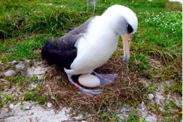 Wisdom, a albatroz de quase 70 anos retorna ao Atol mais uma vez para procriar