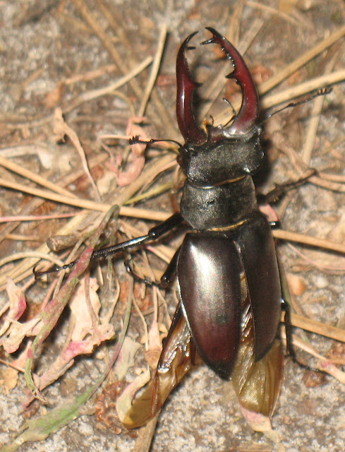 Sanguinet (Landes - Aquitaine - France)