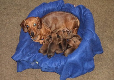 perros salchichas recien nacidos