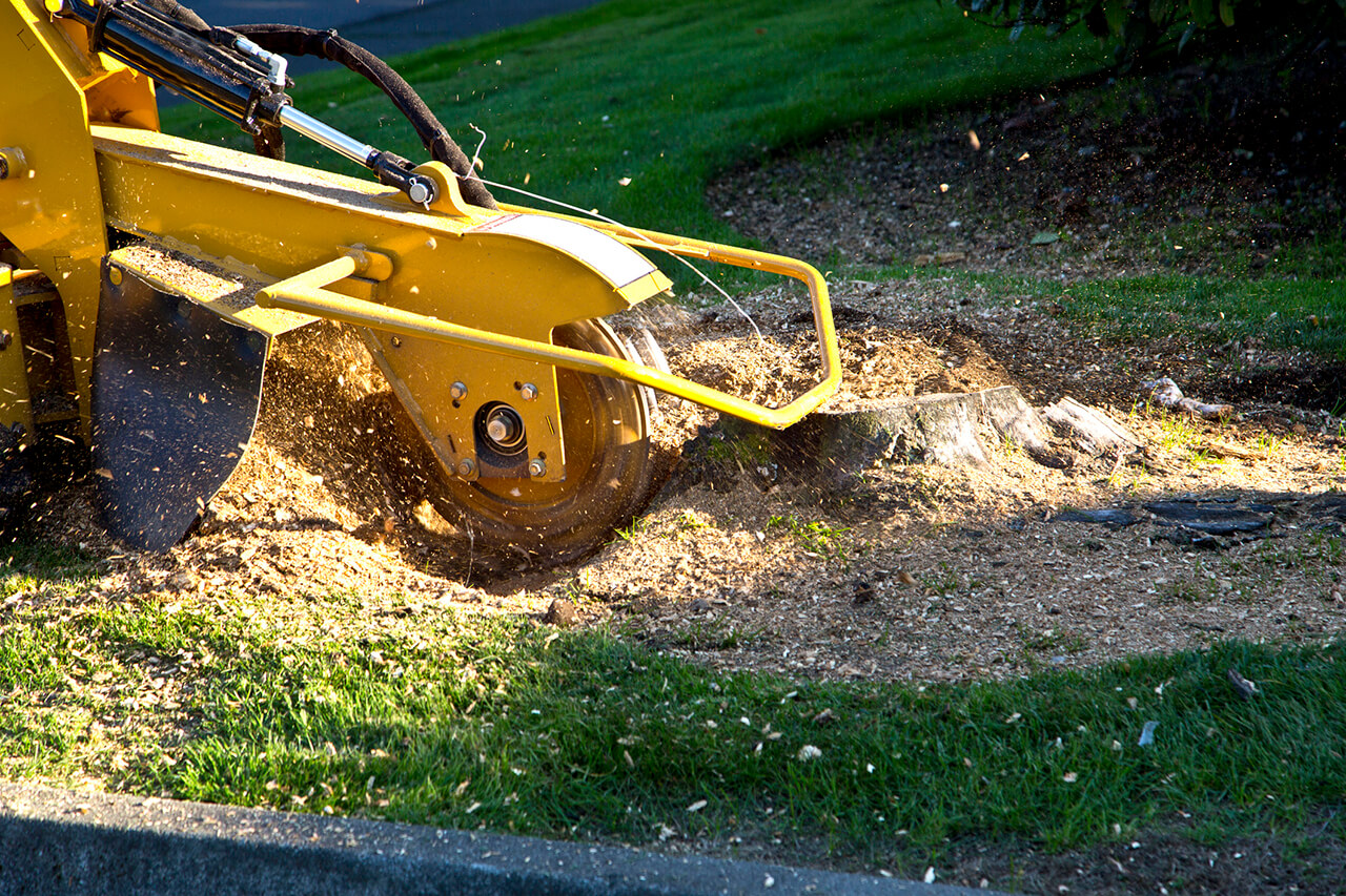 Stump Grinding Buffalo