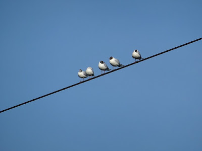 لماذا يمكن أن تجلس الطيور على خطوط الكهرباء دون أن تصعق بالكهرباء؟