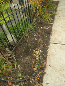 Toronto Cabbagetown Front Yard Fall Cleanup after by Paul Jung Gardening Services