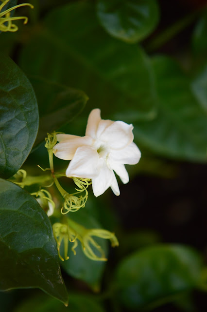 Jasminum sambac, Arabian jasmine