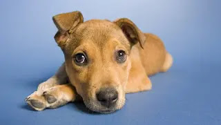 Best dogs for childs