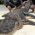 Wow! Hunters Catch and Kill One of the Biggest Alligators Ever Caught (Photo)